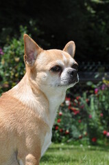 Chihuahua chien fauve