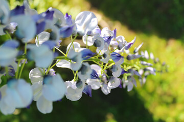 Beautiful white and purple wisteria flowers.