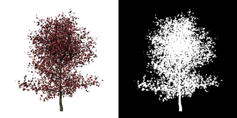 Front view of Plant (Tricolor Eropean  Beech 1) Tree png with alpha channel to cutout made with 3D render