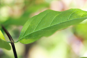 Green leaf