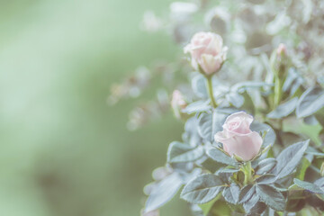 Rosenblüten Pflanze mit Platz für Text