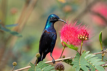 Purple Sunbird (Cinnyris asiaticus) feeding on flower,  Seen in a India.