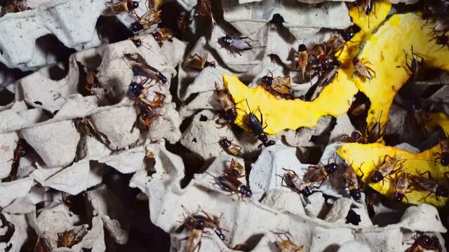 Group of Cricket (Acheta domestica) on egg pack paper in insect house.	