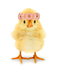 Cute cool chick happy with flower wreath. Funny conceptual image with baby animal. Wreath is made of gerbera daisy flowers