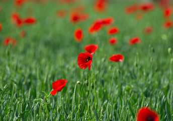 Poppy flower in a wheat field 