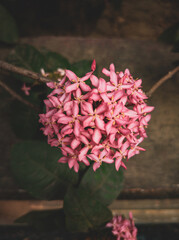 pink flowers on wooden background