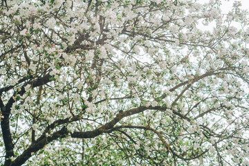 Blurred creative background of branches of apple tree in bloom, against blue sky. White flowers of fruit tree in spring