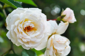 White rose