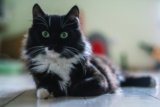 Black cat with white breast and paws and green eyes lies on floor looking at camera