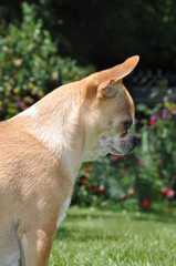 Chihuahua fauve et blanc