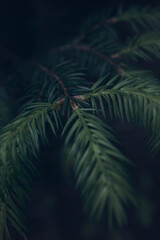 Fototapeta na wymiar New grown pine twigs