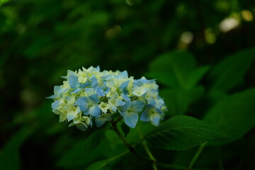 Blue Hydrangea flower on blurred background - 青い紫陽花の花