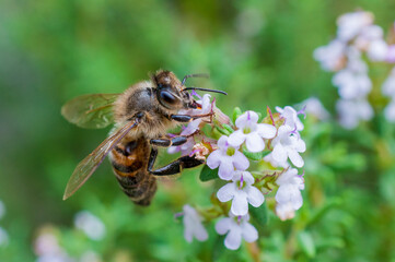 Fototapeta Bee sucks nectar from the flowers of a thyme plant obraz