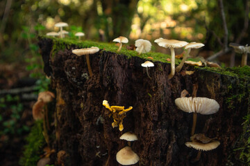 mushroom in the forest