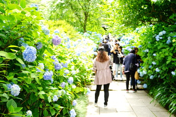 defocused people walking thru the road of Blue Hydrangea flower on blurred background - 青い紫陽花が咲く道を歩く人