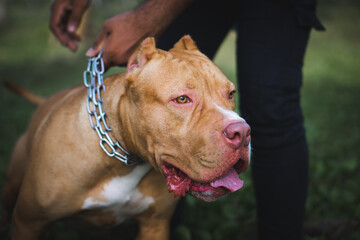 Yellow And White Beautiful Male American Pitbull terrier looking away.