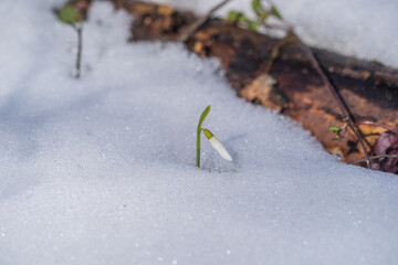 Beautiful first spring flower, close up. Spring snowdrops rising out from the white snow