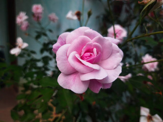 pink rose in the garden