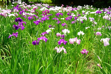 Obraz na płótnie Canvas Beautiful purple Iris flower in Japan - 紫色の菖蒲の花 日本