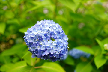 Blue Hydrangea flower on blurred background - 青い紫陽花の花