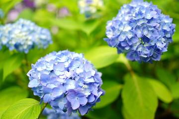 Blue Hydrangea flower on blurred background - 青い紫陽花の花