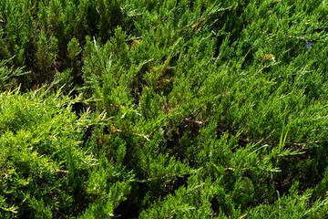 Coniferous green background from the plant of the kind of thuja shot from top to bottom solid low bushes. The background is a texture on the theme of eternally green flora. Lots of healing plants.