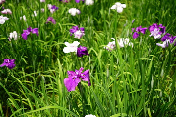 Obraz na płótnie Canvas Beautiful purple Iris flower in Japan - 紫色の菖蒲の花 日本