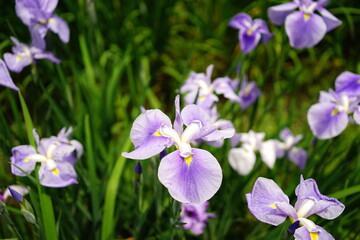 Fototapeta premium Beautiful purple Iris flower in Japan - 紫色の菖蒲の花 日本