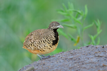 Fat brown camouflage brown bird with black chest steping on sand dunes in its territory when alerting to male calling, female Barred Buttonquail