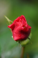 Obraz premium Rose