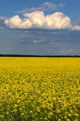 Obraz premium Field with flowering rapeseed in spring time.
