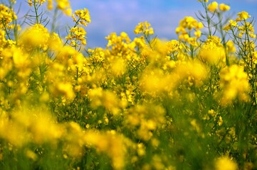Obraz premium Field with flowering rapeseed in spring time.