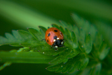 Marienkäfer
