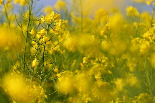 Field with flowering rapeseed in spring time.