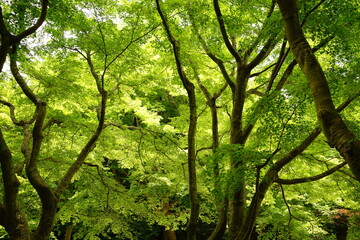 Fototapeta na wymiar Lush Green Momiji or Maple in Summer, Japan. Closeup view - 日本 新緑のもみじ