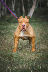 American Pitbull looking at the camera