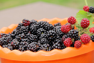 collected blackberries in a plate. A full plate of ripe blackberries and a sprig of red blackberries