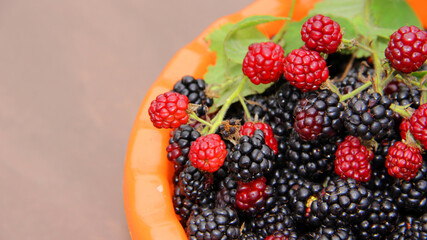 blackberry harvest.lots of blackberries mountain of ripe blackberries