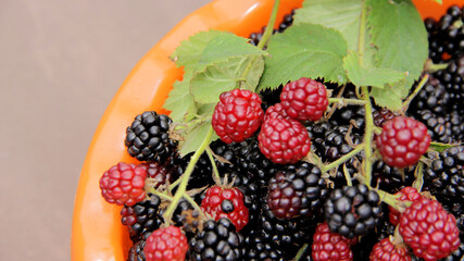 blackberry harvest.lots of blackberries mountain of ripe blackberries