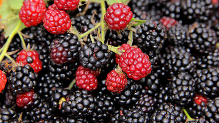 blackberry