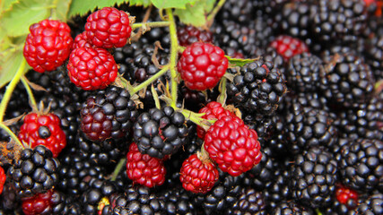 blackberry