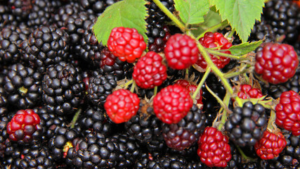 blackberry and raspberry