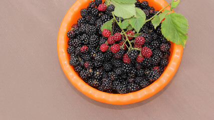 collected blackberries in a plate. A full plate of ripe blackberries and a sprig of red blackberries