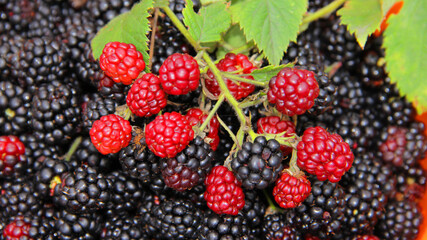 berries of blackberry