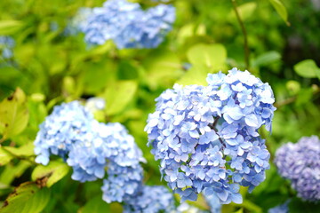 Blue Hydrangea flower on blurred background - 青い紫陽花の花