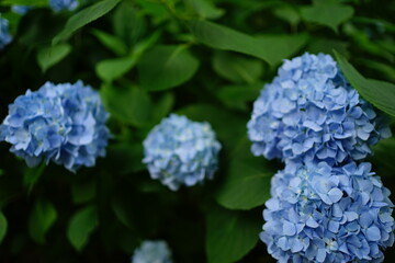 Blue Hydrangea flower on blurred background - 青い紫陽花の花