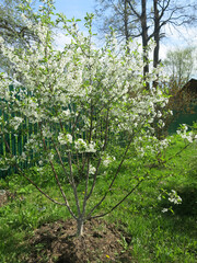 cherry tree blooms luxuriantly in the spring in the garden