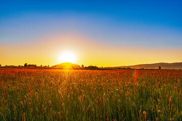 Obraz premium sunset over the field