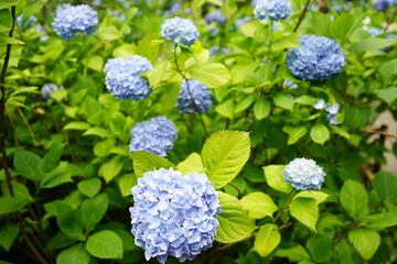 Blue Hydrangea flower on blurred background - 青い紫陽花の花