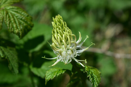 Ährige Teufelskralle, Phyteuma spicatum, weiße Teufelskralle, Blütenstand mit mehreren Blüten im Juni, Sonne